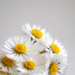 Daisy Miller A Study By Henry James
