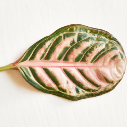 Leaves Of Life For Daily Inspiration By Margaret Bird Steinmetz
