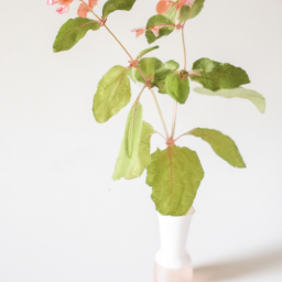 Jewel Weed By Alice Ames Winter