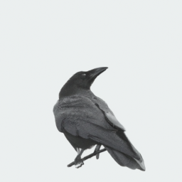 Old Crow By Alice Brown