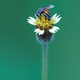 Apis Mellifica Or The Poison Of The Honey Bee Considered As A Therapeutic Agent.
